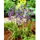 Kamasja Blue Melody - 10 szt.