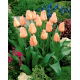 Tulipan morelowy - Apricot - 5 szt.