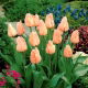 Tulipan morelowy - Apricot - 5 szt.