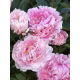 Piwonia, Paeonia - Sarah Bernhardt - sadzonka w doniczce