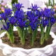 Irys botaniczny - Blue Hill - 10 szt.
