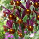 Irys holenderski - Red Ember - 10 szt.