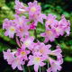 Amaryllis prawdziwy - Belladonna - duża paczka! - 10 szt.