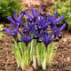 Irys botaniczny - Blue Note - 10 szt.