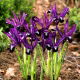Irys botaniczny - Pauline - 10 szt.