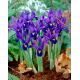 Irys botaniczny - Pixie - duża paczka! - 100 szt.