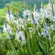 Kamasja Cusickii - 2 szt.