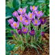 Krokus Barr's Purple - 10 szt.