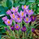 Krokus Barr's Purple - duża paczka! - 100 szt.