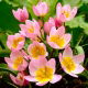 Tulipan botaniczny - Lilac Wonder - 5 szt.