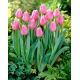 Tulipan Aafke - 5 szt.