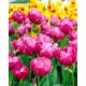 Tulipan Abigail - duża paczka! - 50 szt.