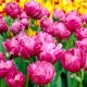 Tulipan Abigail - duża paczka! - 50 szt.