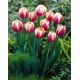 Tulipan Atlantis - duża paczka! - 50 szt.