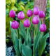 Tulipan Attila - 5 szt.