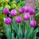 Tulipan Attila - 5 szt.