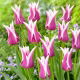 Tulipan Ballade - 5 szt.