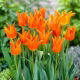 Tulipan Ballerina - 5 szt.
