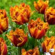 Tulipan Bastia - 5 szt.