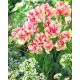 Tulipan Belicia - 5 szt.