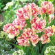 Tulipan Belicia - 5 szt.
