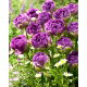 Tulipan Blue Wow - 5 szt.