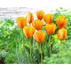 Tulipan Blushing Apeldoorn - 5 szt.