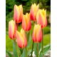 Tulipan Blushing Beauty - 5 szt.