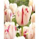 Tulipan Carrousel - 5 szt.