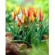 Tulipan Clusiana Sheila - 5 szt.