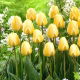 Tulipan Cream Cocktail - duża paczka! - 50 szt.