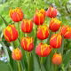 Tulipan Crossfire - 5 szt.