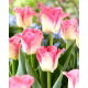 Tulipan Crown of Dynasty - 5 szt.