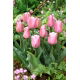 Tulipan Evening Breeze - 5 szt.