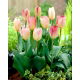 Tulipan Flaming Purissima - 5 szt.
