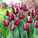 Tulipan Fontainebleau - duża paczka! - 50 szt.