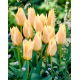 Tulipan Für Elise - duża paczka! - 50 szt.