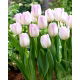 Tulipan Gwen - duża paczka! - 50 szt.