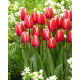 Tulipan Kelly - 5 szt.
