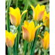 Tulipan Kolpakowskiana - duża paczka! - 50 szt.