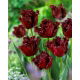 Tulipan Labrador - 5 szt.