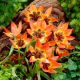 Tulipan Little Princess - 5 szt.