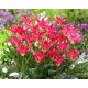Tulipan Madalyn - 5 szt.