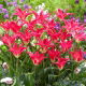 Tulipan Madalyn - 5 szt.