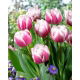 Tulipan Melrose - 5 szt.