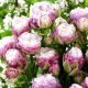 Tulipan Peggy Wonder - 5 szt.