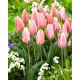 Tulipan Poco Loco - 5 szt.