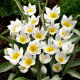 Tulipan Polychroma - 5 szt.