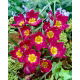 Tulipan Pulchella Odalisque - 5 szt.