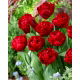 Tulipan Red Baby Doll - 5 szt.